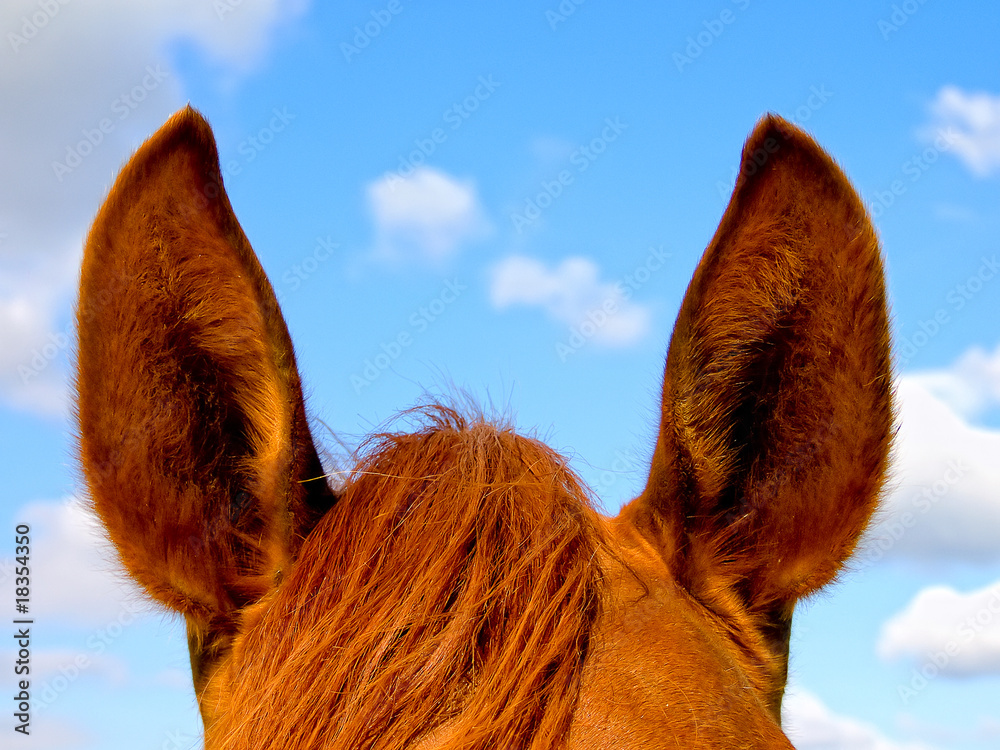 Fototapeta premium Horse's ears
