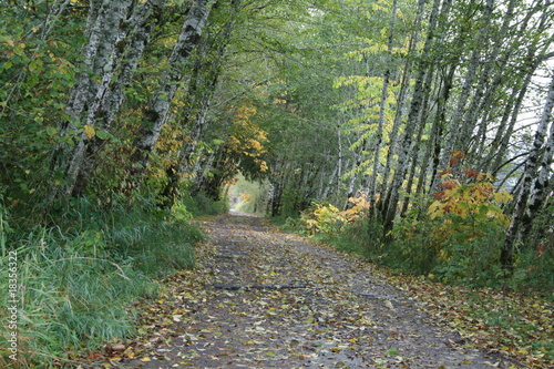 Forks Forest Trail