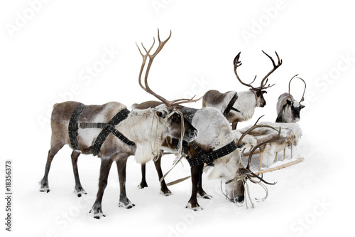 Four reindeers