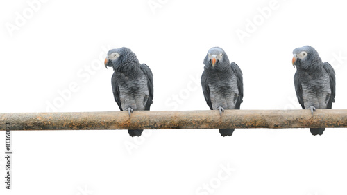 Fotografering parrots on a pole
