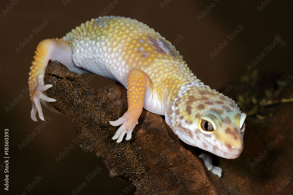 Obraz premium Eublepharis macularius