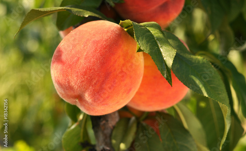 Red ripe peaches on a tree. photo