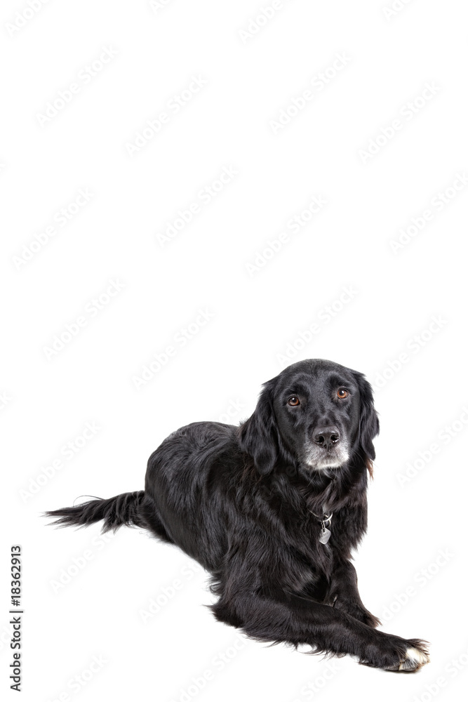 Hund03 Hund03