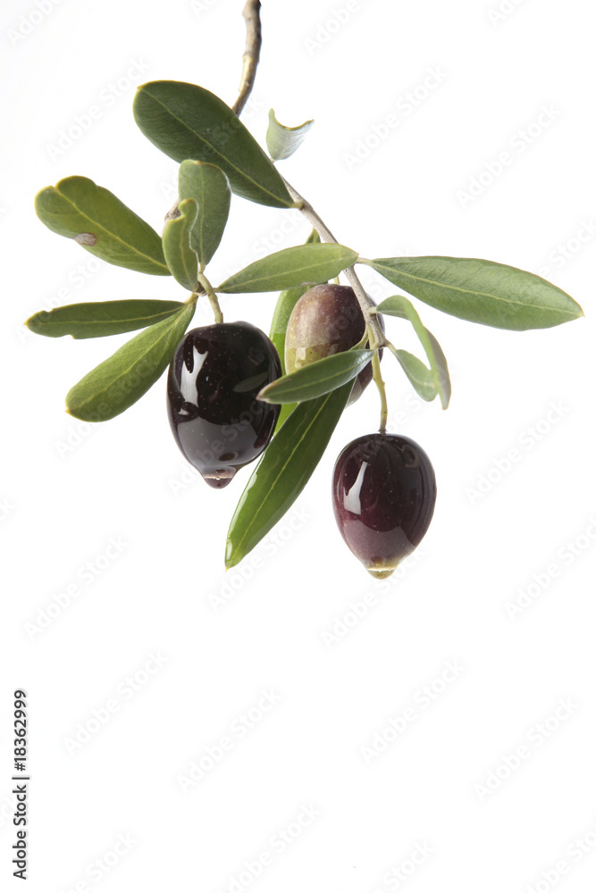 aceitunas en rama con aceite de oliva aceitunas en rama con aceite de oliva