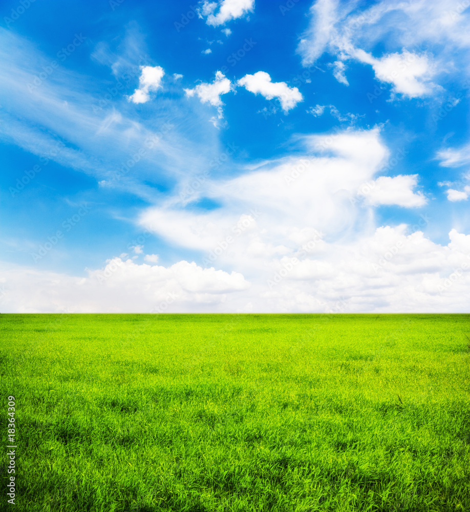Obraz premium Green grass, the blue sky and white clouds