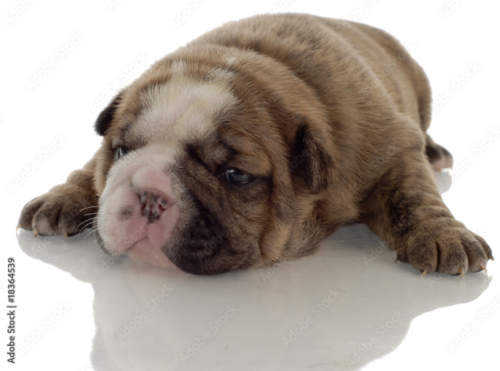 brindle english bulldog puppy with reflection - 3 weeks old ..