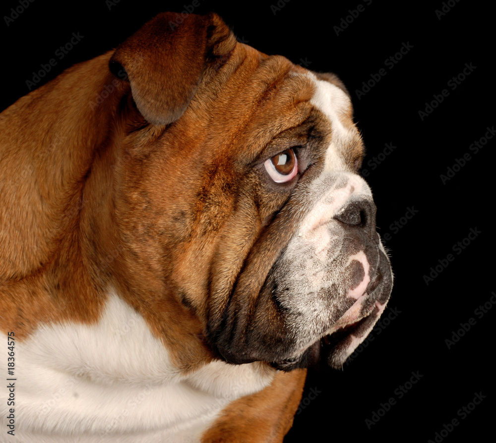brindle english bulldog portrait on black background