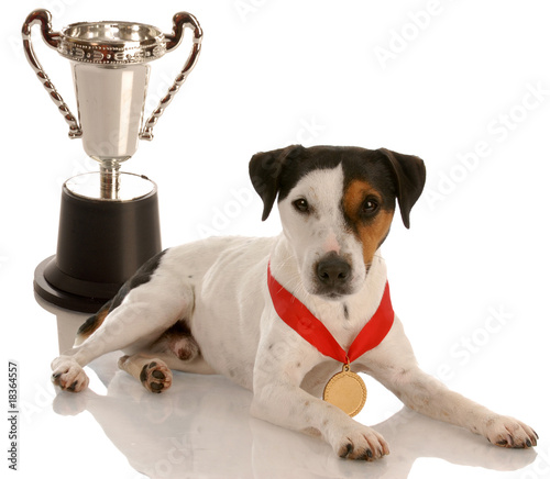 champion dog - jack russel terrier wearing gold medal photo