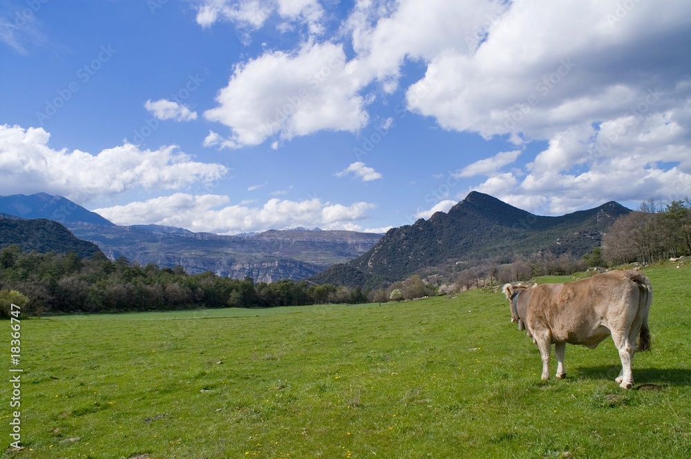 Cow in freedoom in a field