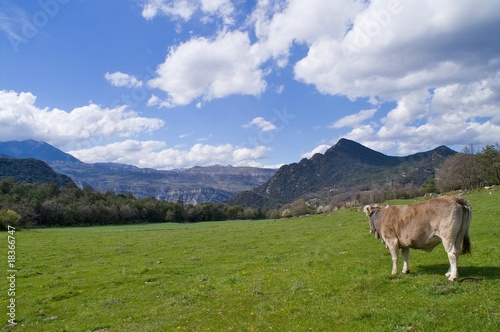 Fototapeta Naklejka Na Ścianę i Meble -  Cow in freedoom in a field