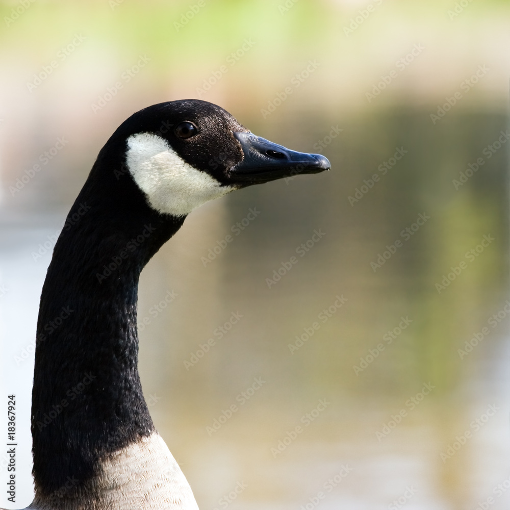 Obraz premium Head and neck of Canada- or Canadian goose - square