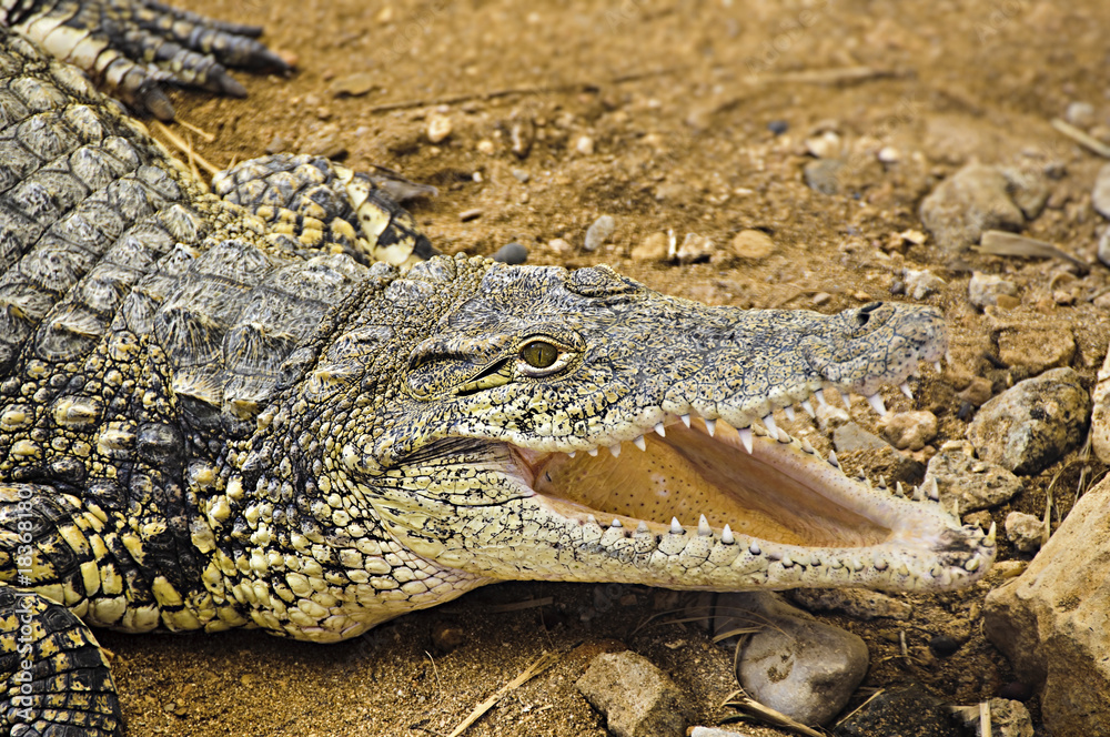 Naklejka premium Crocodile