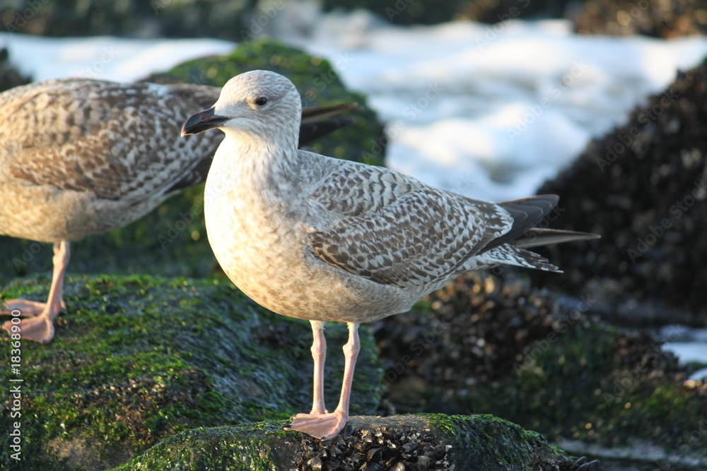 Obraz premium Brown seagull