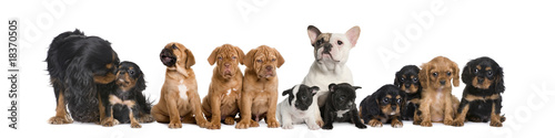 Group of dogs sitting in front of white background, studio shot