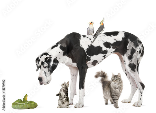 Group of pets in front of white background  studio shot