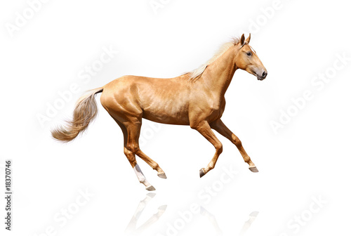 palomino stallion isolated photo