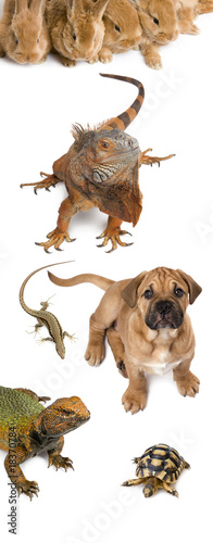 Group of animals in front of white background, studio shot
