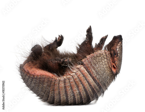Schilderij op canvas Armadillo lying on back in front of white background