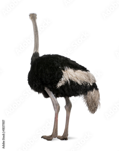 Male ostrich standing in front of a white background