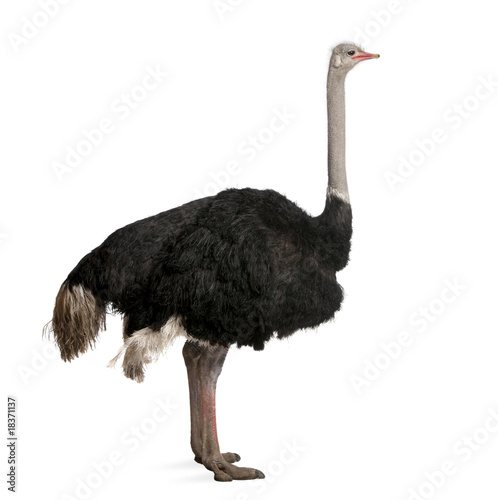 Male ostrich standing in front of a white background