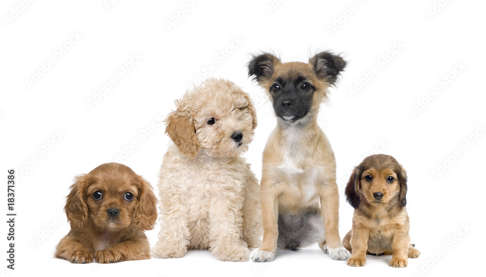 Group of puppy dogs in front of white background, studio shot - obrazy, fototapety, plakaty 