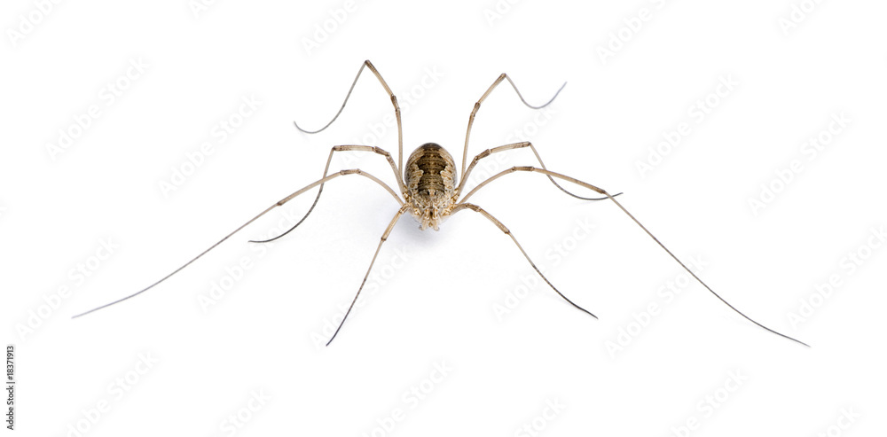 Opiliones spider in front of white background, studio shot Stock Photo |  Adobe Stock