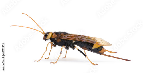 Horntail or wood wasp, in front of white background