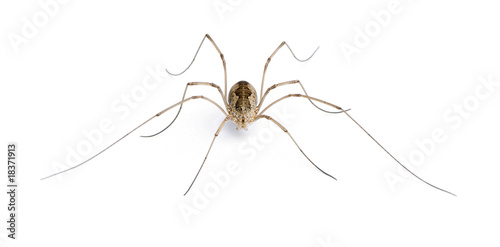 Opiliones spider in front of white background, studio shot