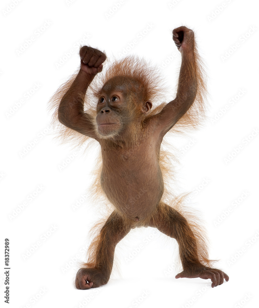 Fototapeta premium Baby Sumatran Orangutan, standing in front of white background
