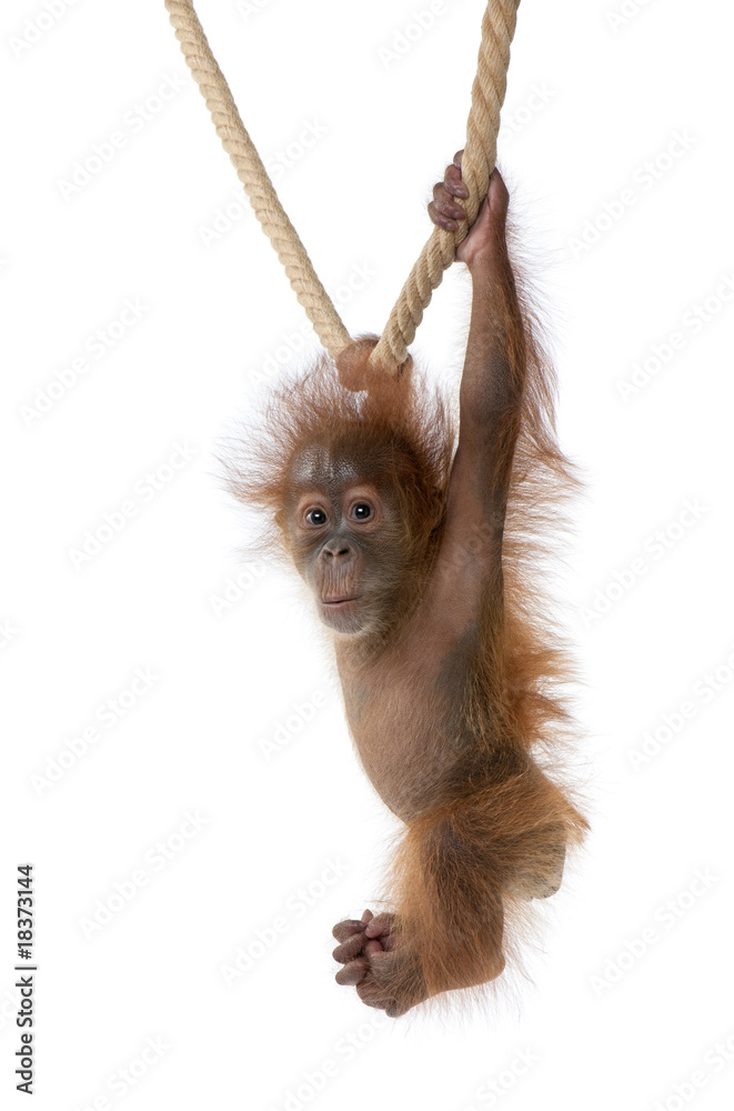 Fototapeta premium Baby Sumatran Orangutan hanging on rope against white background