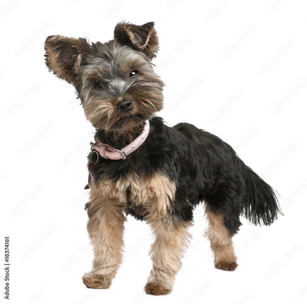 Yorkshire puppy, standing in front of a white background