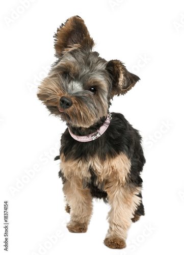 Yorkshire puppy  standing in front of a white background