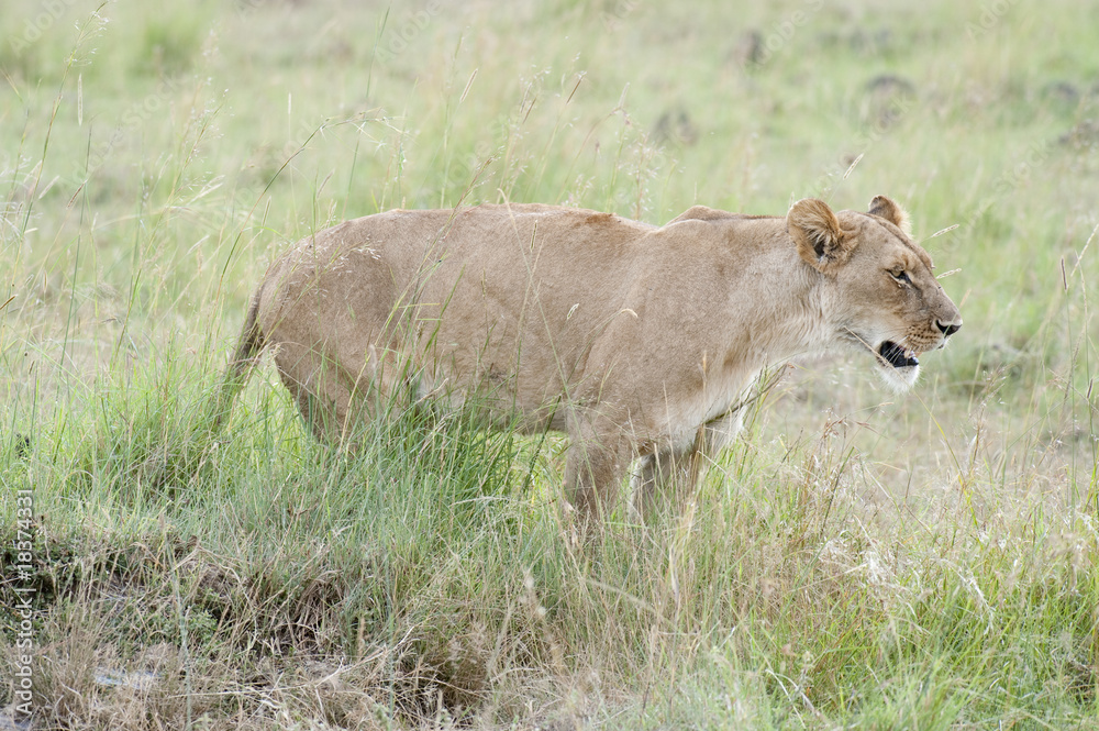 Obraz premium African lioness