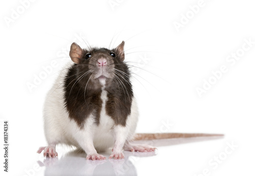 Rat, 1 year old, standing in front of a white background photo