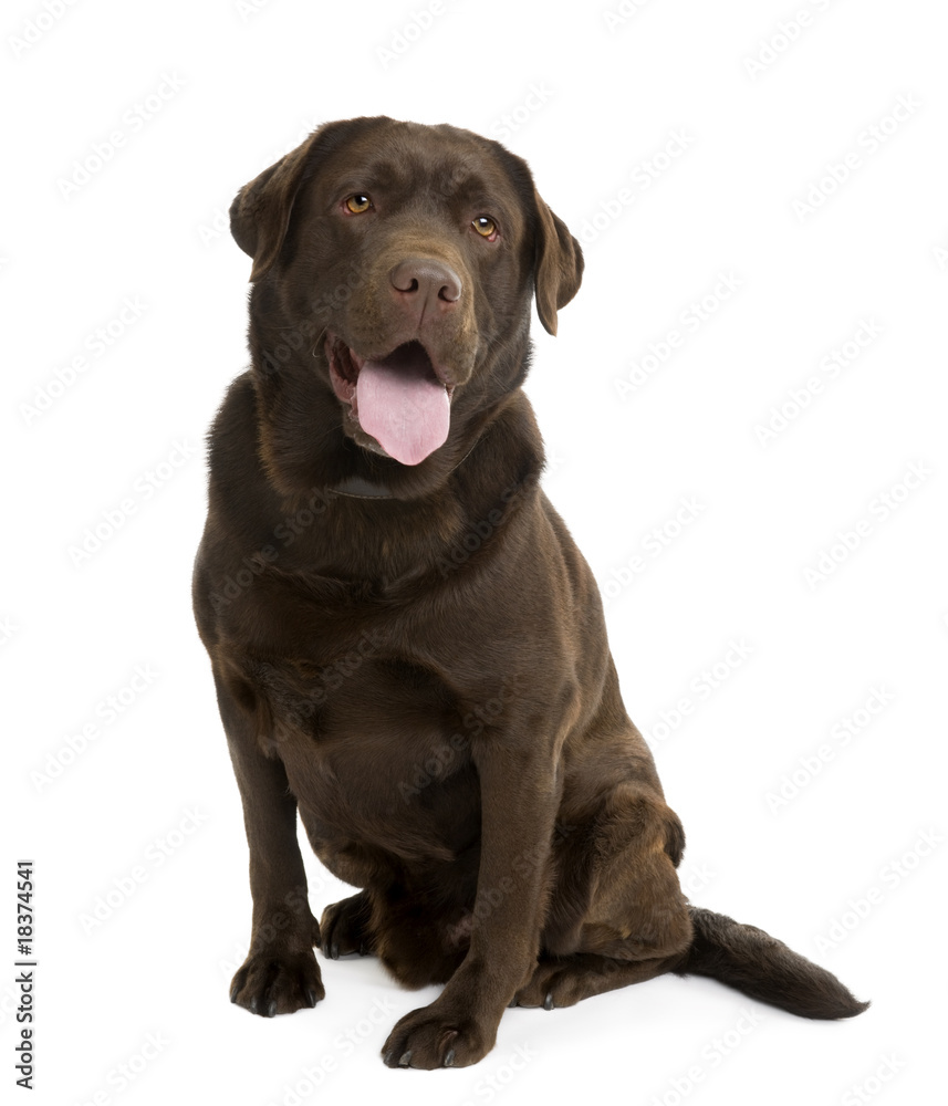 Chocolate Labrador, sitting in front of a white background