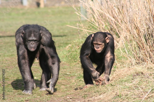 Fotótapéta Chimpanzees have a walk together