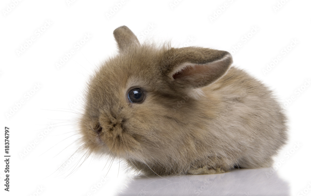 Obraz premium Brown baby rabbit in front of a white background, studio shot
