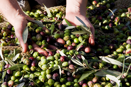 La raccolta delle olive photo
