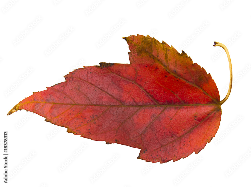 Threelobed red maple leaf on white Stock Photo Adobe Stock