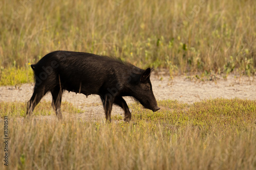 Wild hog in Florida photo