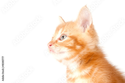Profile of yellow kitten