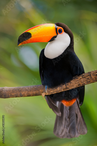 Canvas Print Toco Toucan in deep vegetation
