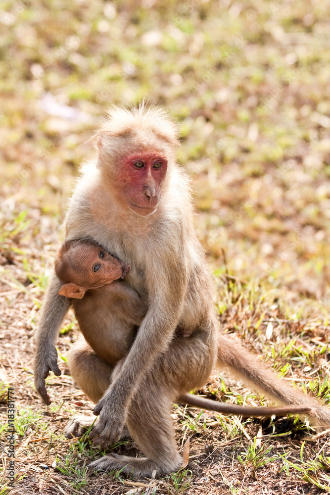 Naklejka premium Bonnet Macaque Nursing