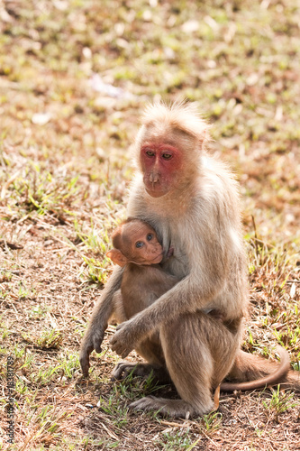Bonnet Macaque Nursing