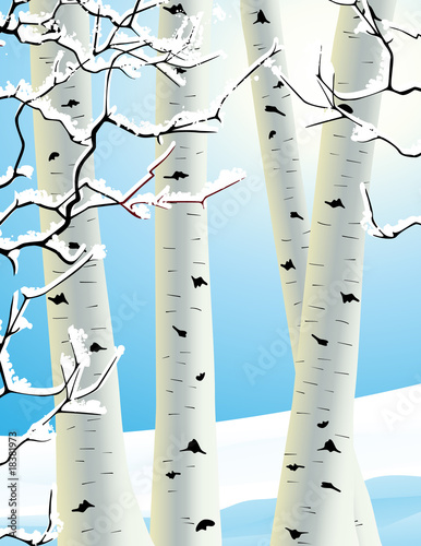 Winter birch grove