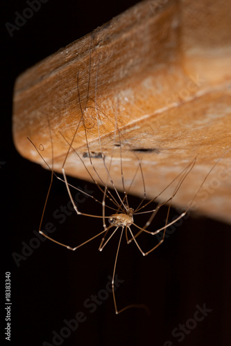 Pholcus phalangioides spider changes its skin photo