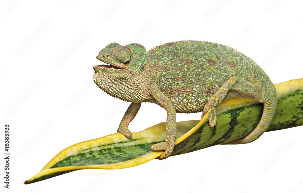 Naklejka premium Chameleon on a leaf