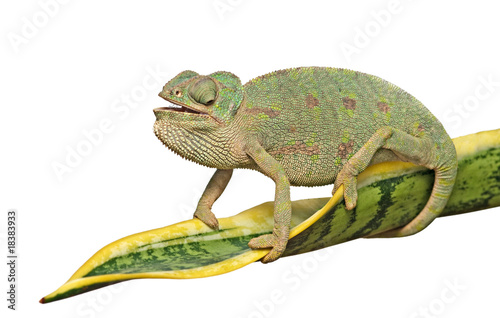 Chameleon on a leaf