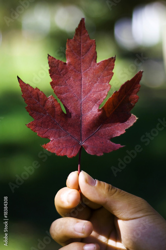 Reddish maple leaf