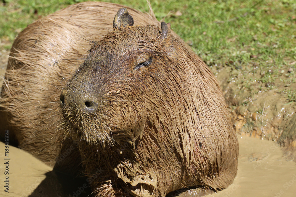 Wasserschwein im Schlammbad Wasserschwein im Schlammbad
